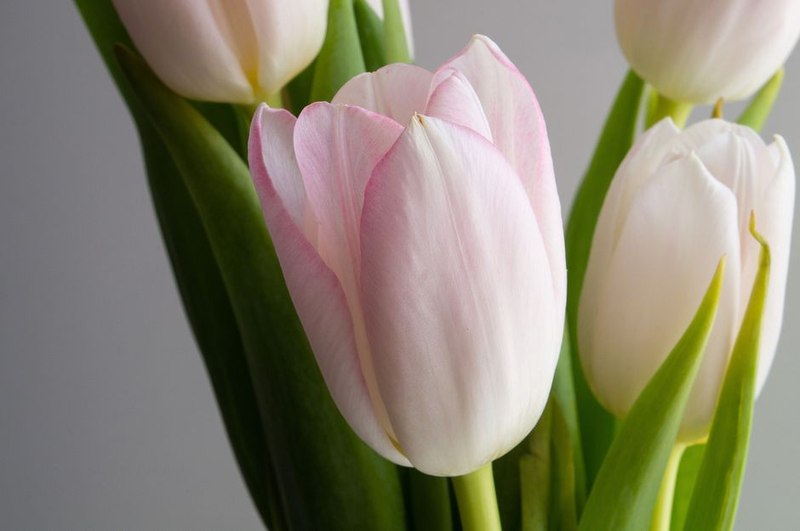 Ramo Tulipanes Holandeses