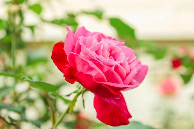 Rosa Individual con Cinta